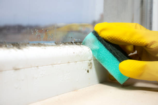 Best Best Mold Removal Companies  in Alum Creek, WV