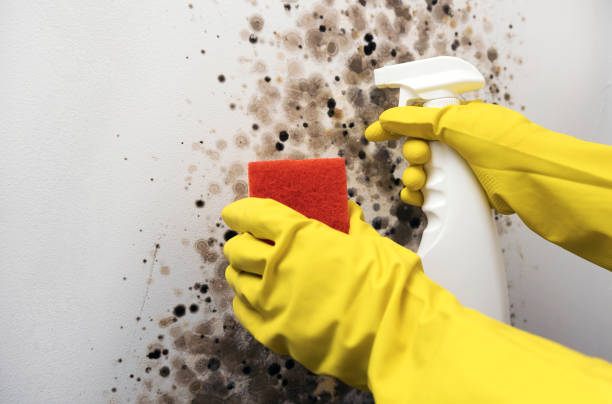 Best Professional Mold Removal  in Alum Creek, WV