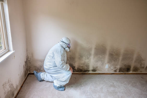 Home Mold Removal in Alum Creek, WV