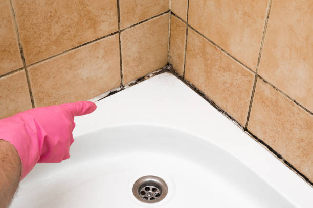 Best Local Mold Removal Service  in Alum Creek, WV